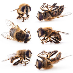 Collection of honey bee isolated on white background