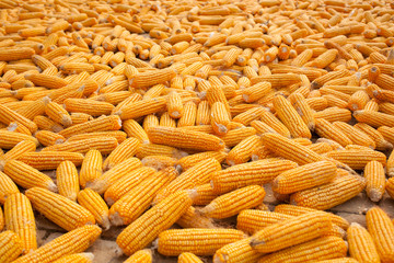 A lot of corn on the ground