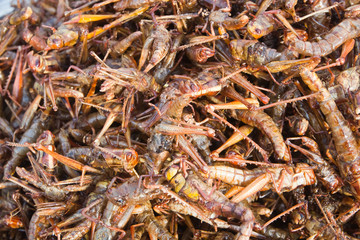 Snack ( fried grasshoppers )