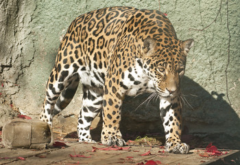 Jaguar