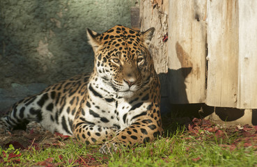 Jaguar