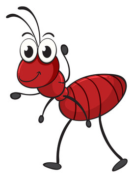 an ant