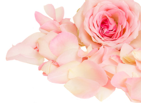 pink rose with petals