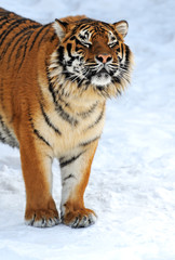 Fototapeta na wymiar Tiger w zimie