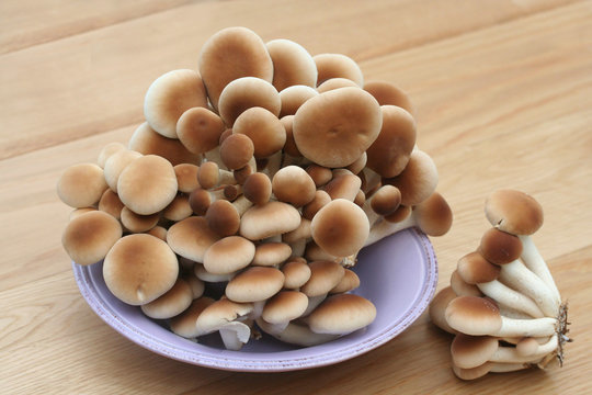 funghi Pioppini su tavola