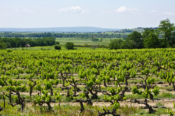 Fototapeta na wymiar A Vineyard in Provence