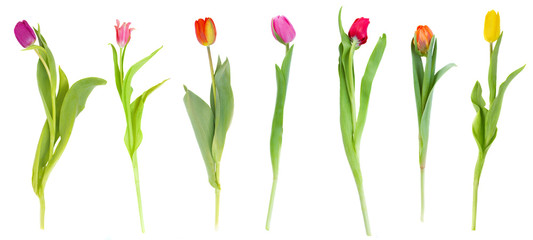 set of tulips