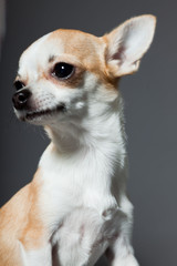 Chihuahua dog on grey background. Closeup portrait.