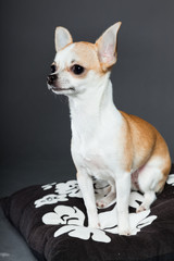 Chihuahua dog sitting on pillow against grey background.