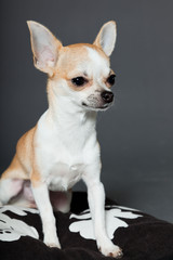 Chihuahua dog sitting on pillow against grey background.