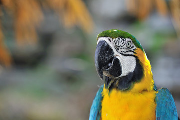 ルリコンゴウインコ