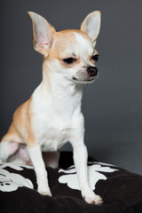Chihuahua dog sitting on pillow against grey background.