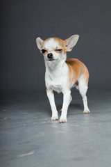 Chihuahua dog on grey background. Very small. Studio shot.