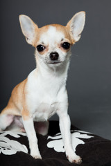 Chihuahua dog sitting on pillow against grey background.