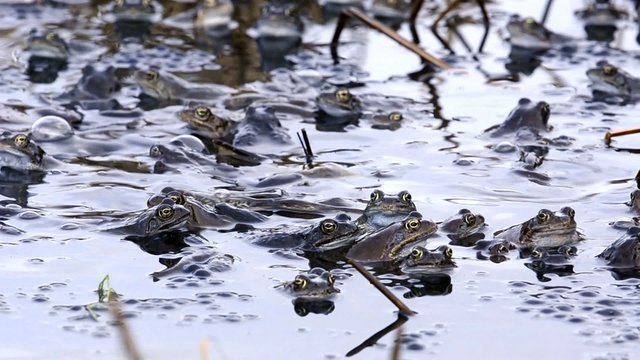 Grasfrosch, Rana temporaria