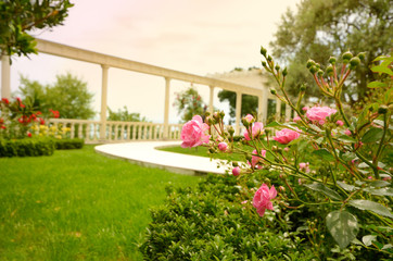 Fototapeta na wymiar Roses in the park