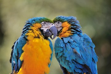 ルリコンゴウインコ