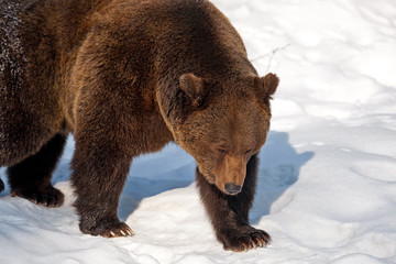 Brown Bear (Ursus arctos)