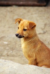 A cute  dog in the streets of Banau in the philippines