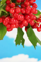 branch of ripe viburnum on sky background close-up