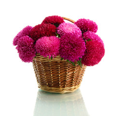 pink aster flowers in basket, isolated on white