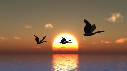 Sunset birds - 47382076