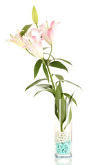 Fototapeta na wymiar piękna lilia w wazonie na białym tle