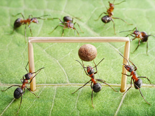 goal in gate, ants play soccer