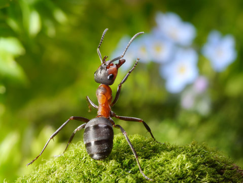 admired with flowers, ant tales