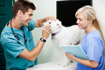 Female Nurse With Veterinarian Doctor Examining A Dog