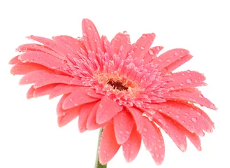 Fotobehang Gerbera mooie gerbera bloem geïsoleerd op wit