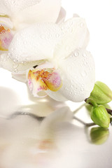 beautiful orchid, isolated on white