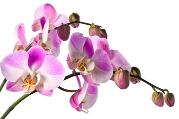 Naklejka na ściany i meble Orchideen Isoliert (różowy)