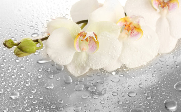 Fototapeta white beautiful orchid with drops
