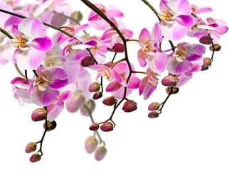 Bouquet of orchids (light pink) isolated II