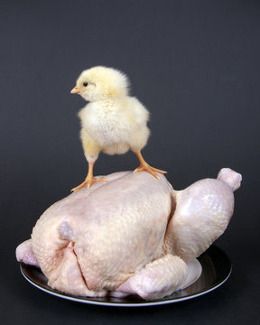 K&uuml;ken steht auf Suppenhuhn
