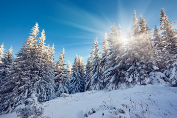 Fototapeta premium winter