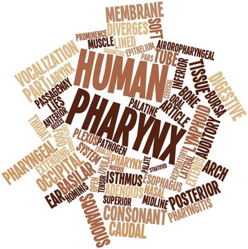 Word cloud for Human pharynx