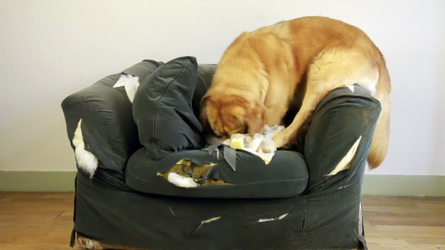 Dog demolishes chair