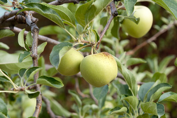 Apples on a branch