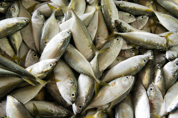 Fresh raw mackerel fish