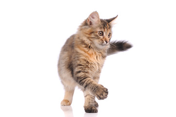 playful kitten cat isolated on white