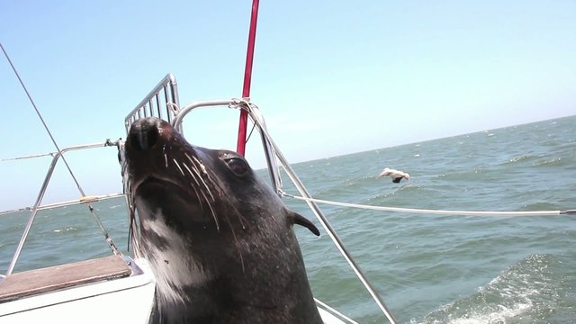 seal sitting on a boat
