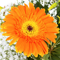 Big orange flower in bouquet