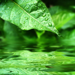 Leaf after raining