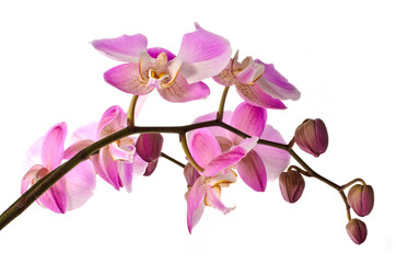 Naklejka na ściany i meble Pink orchid / Phalaenopsis