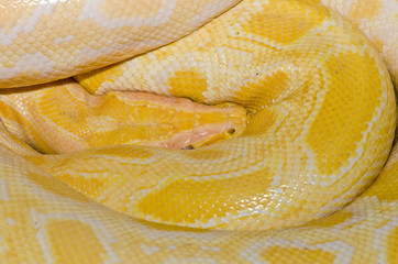 Close up of Golden Thai Python