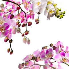 Bouquets of orchids (white and light pink) isloated on white