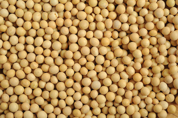 Fagioli si soia alimentazione vegetariana