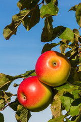 Äpfel im Herbst auf einem Apfelbaum